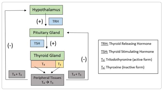thyroid process - diagram - scriptsave wellrx blog image